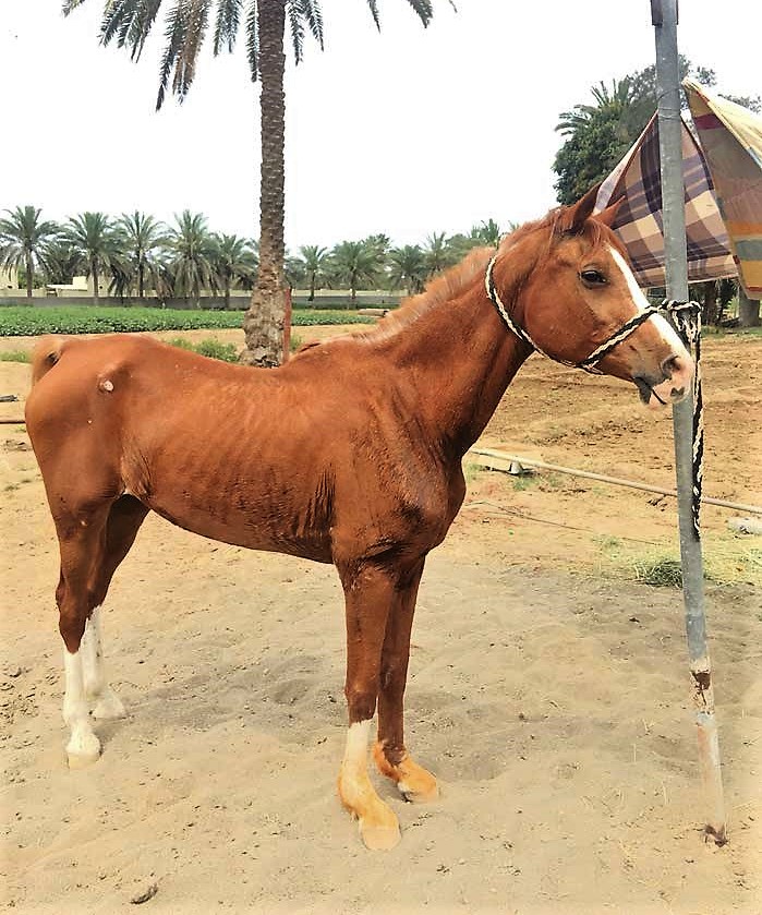 خيل عربي اصيل - اجمل الاحصنة الرائعة 653 3