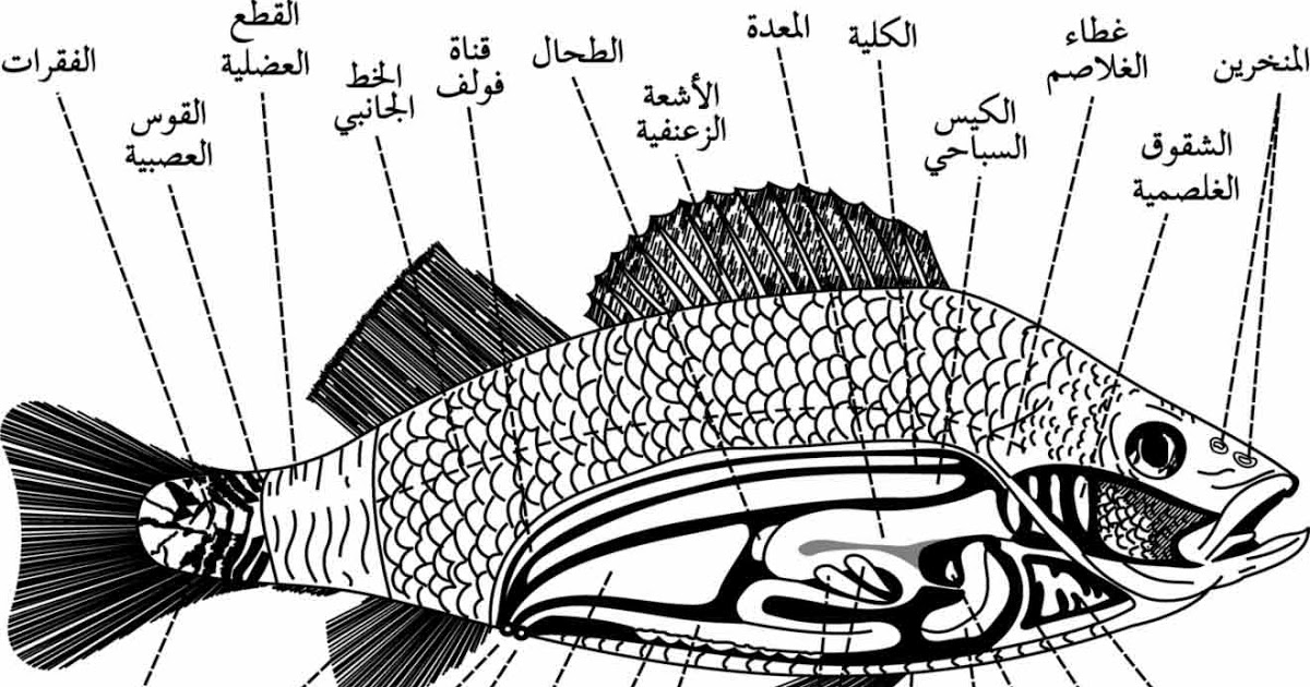 كيف يتنفس السمك , كيف يعيش السمك