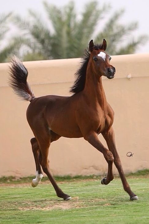 خيل عربي اصيل - اجمل الاحصنة الرائعة 653 5