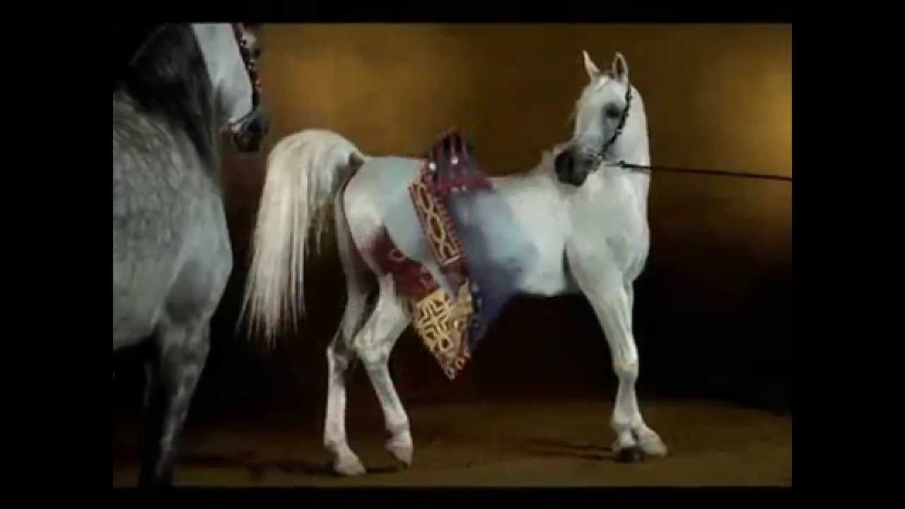 خيل اصيل - اجمل الخيول الاصيله 5348 4