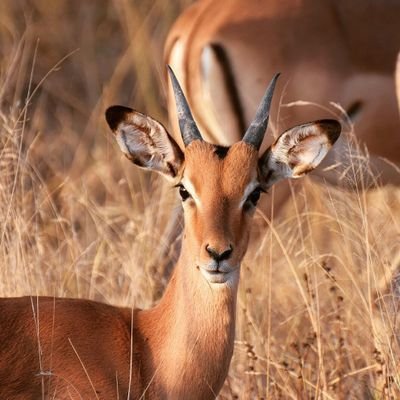 عيون الريم , اشكال متنوعه لعيون الريم