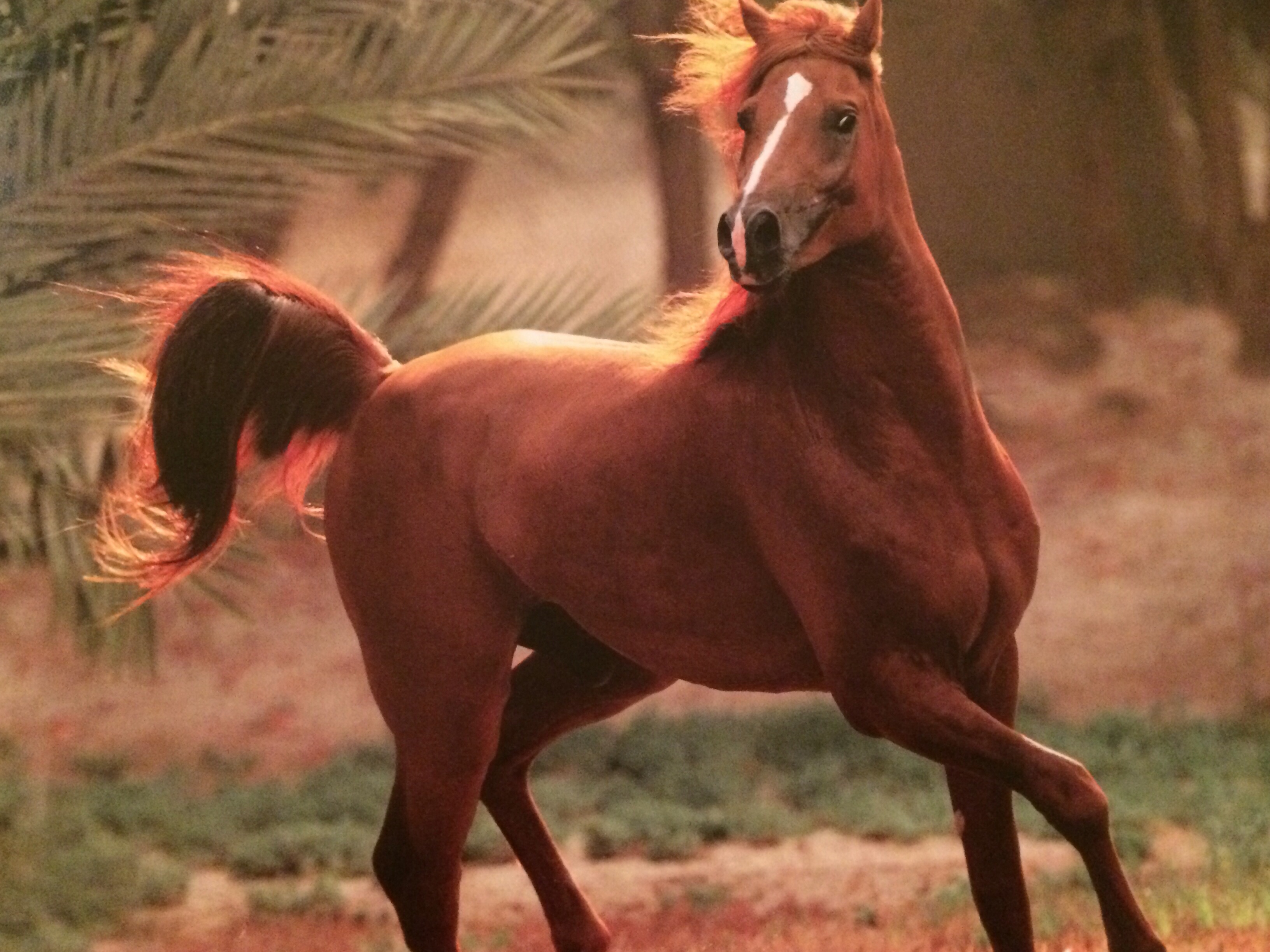 الخيل العربي الاصيل - خيول عربيه جميله 4185 3