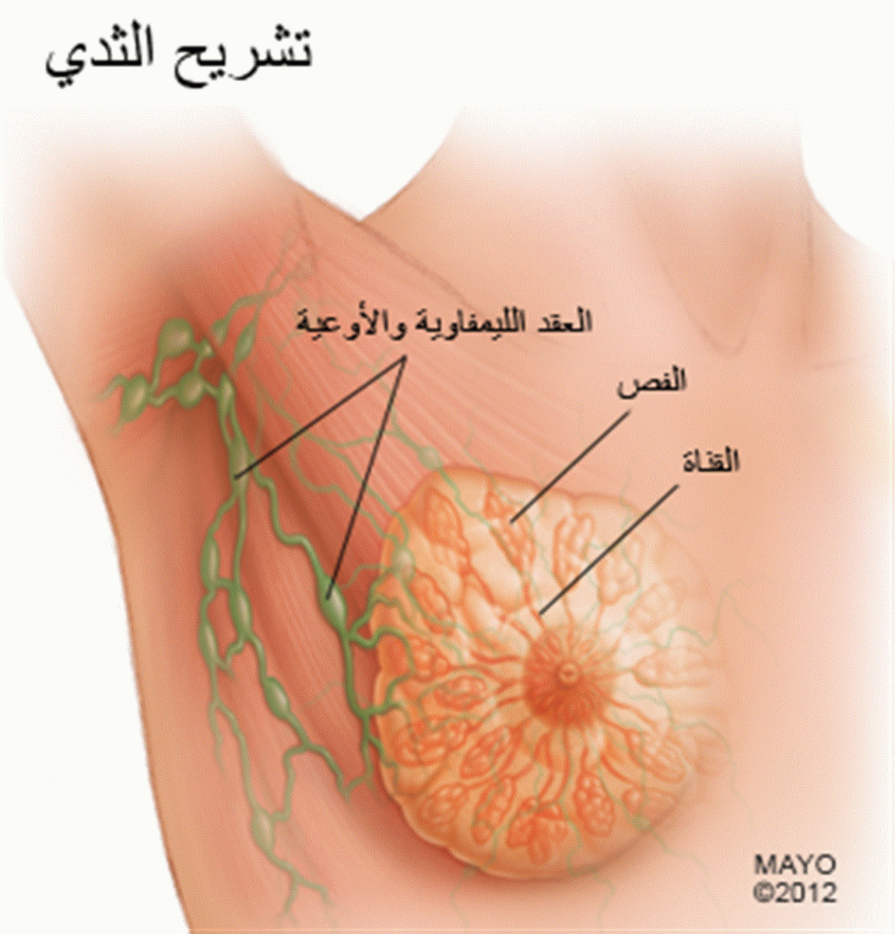 بالصور اعراض سرطان الثدي - موضوع في غاية الخطوره على بعض النساء 12838 1