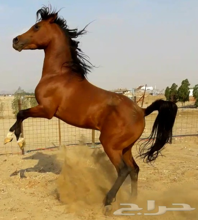 خيل عربي اصيل - اجمل الاحصنة الرائعة 653