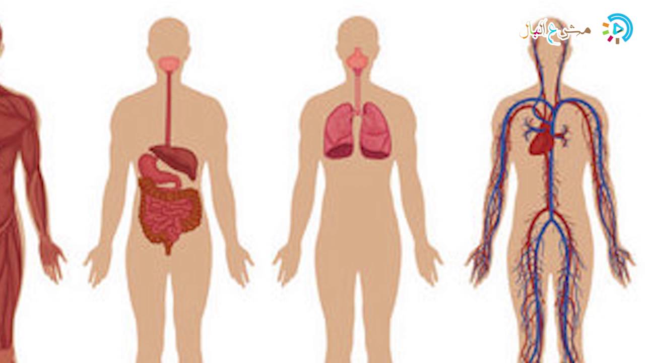 صور جسم الانسان - تعرف على معلومات عن جسم الانسان 6690