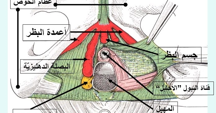 خروج ريح من المهبل 12364 3