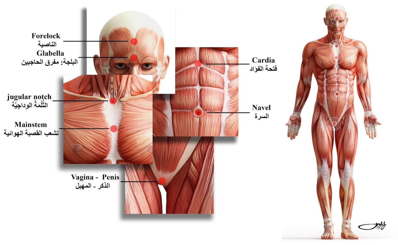 صور جسم الانسان - تعرف على معلومات عن جسم الانسان 6690 11