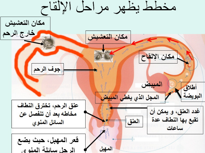 متى يتم تلقيح البويضة 13319