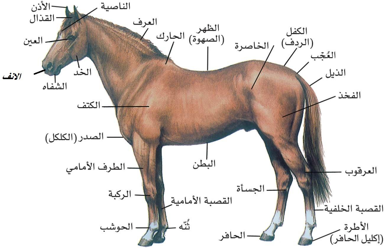 الخيل العربي الاصيل - خيول عربيه جميله 4185 6