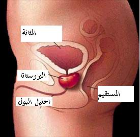 ما هو الدبر بالصور - تعرف ع مالمقصود بالدبر 6321 2