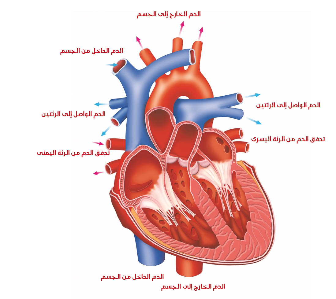 صور قلب الانسان - اجمل صور لقلب الانسان 5134 1