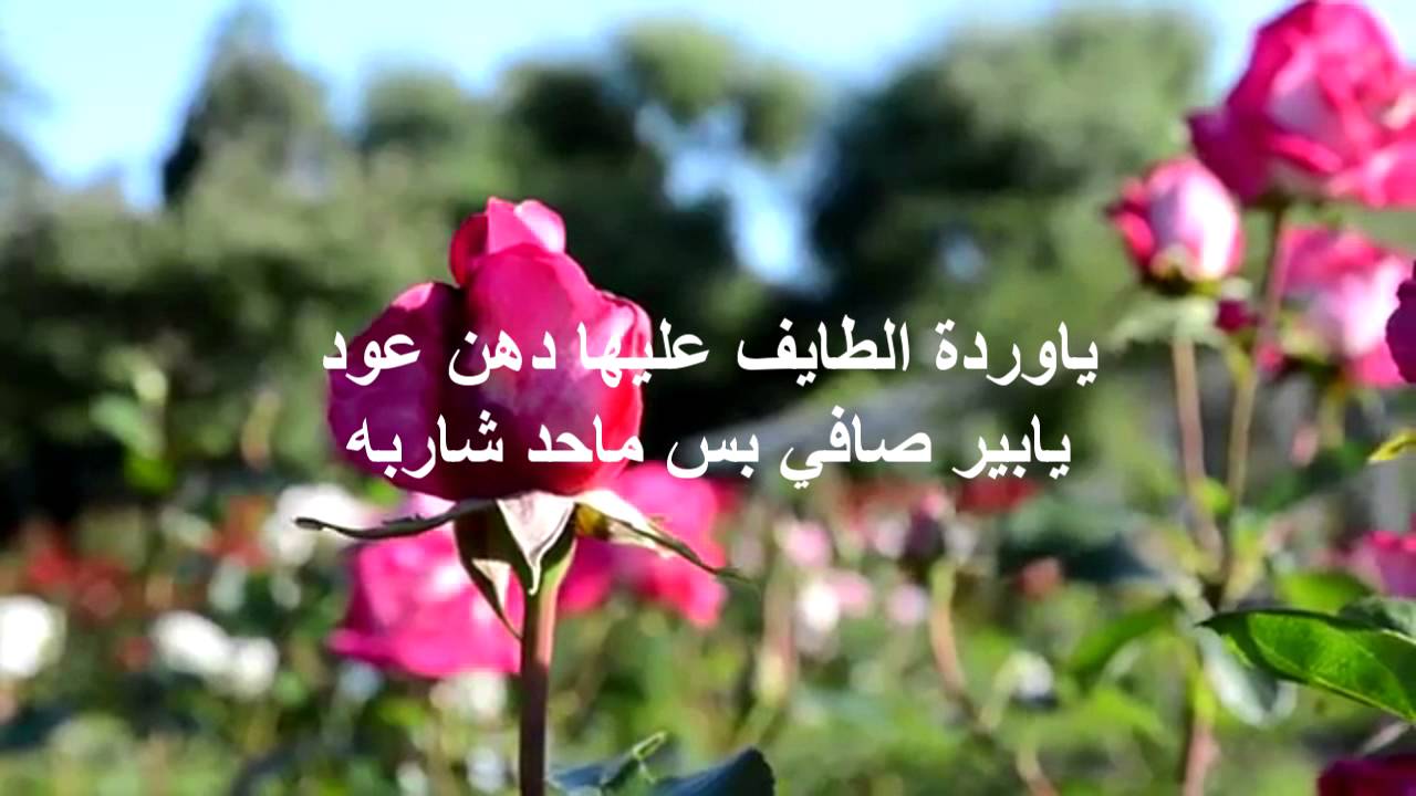 شعر عن الورد - قصيدة رائعة فى جمال الورد 243 4