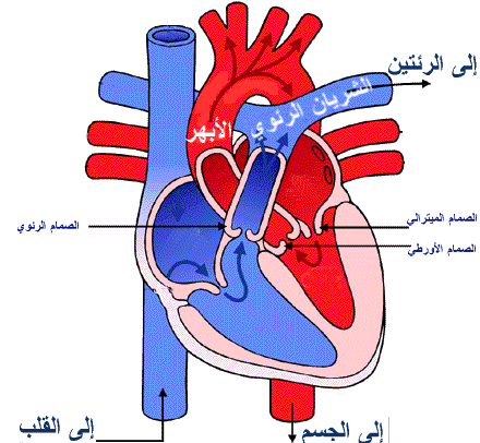 صور قلب الانسان - اجمل صور لقلب الانسان 5134