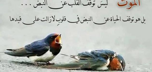 صور جميلة عن الحياة - صور رائعه ومميزه عن الحياة 3892 12