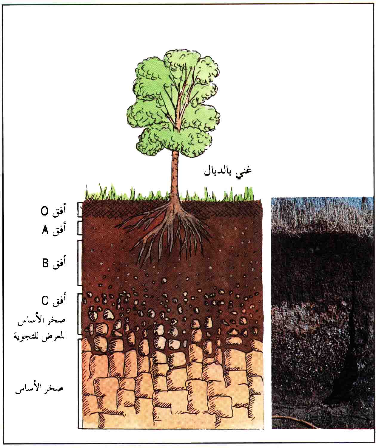 مكونات التربة - ماهى خصائص التربه الزراعيه ومكوناتها 6635 7