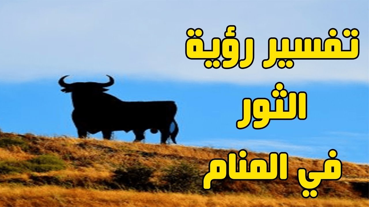 تفسير حلم الثور -تفسير حلم الثور للمتزوجه 12583