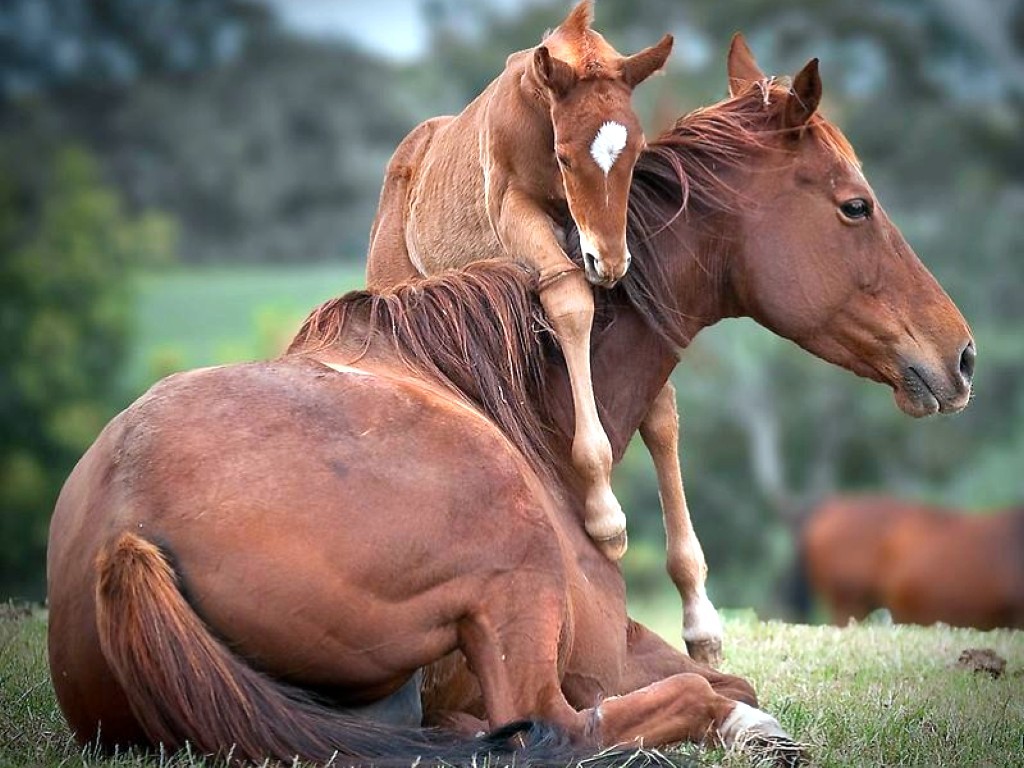 صور خيل - اجمل صور خيل 1330 9