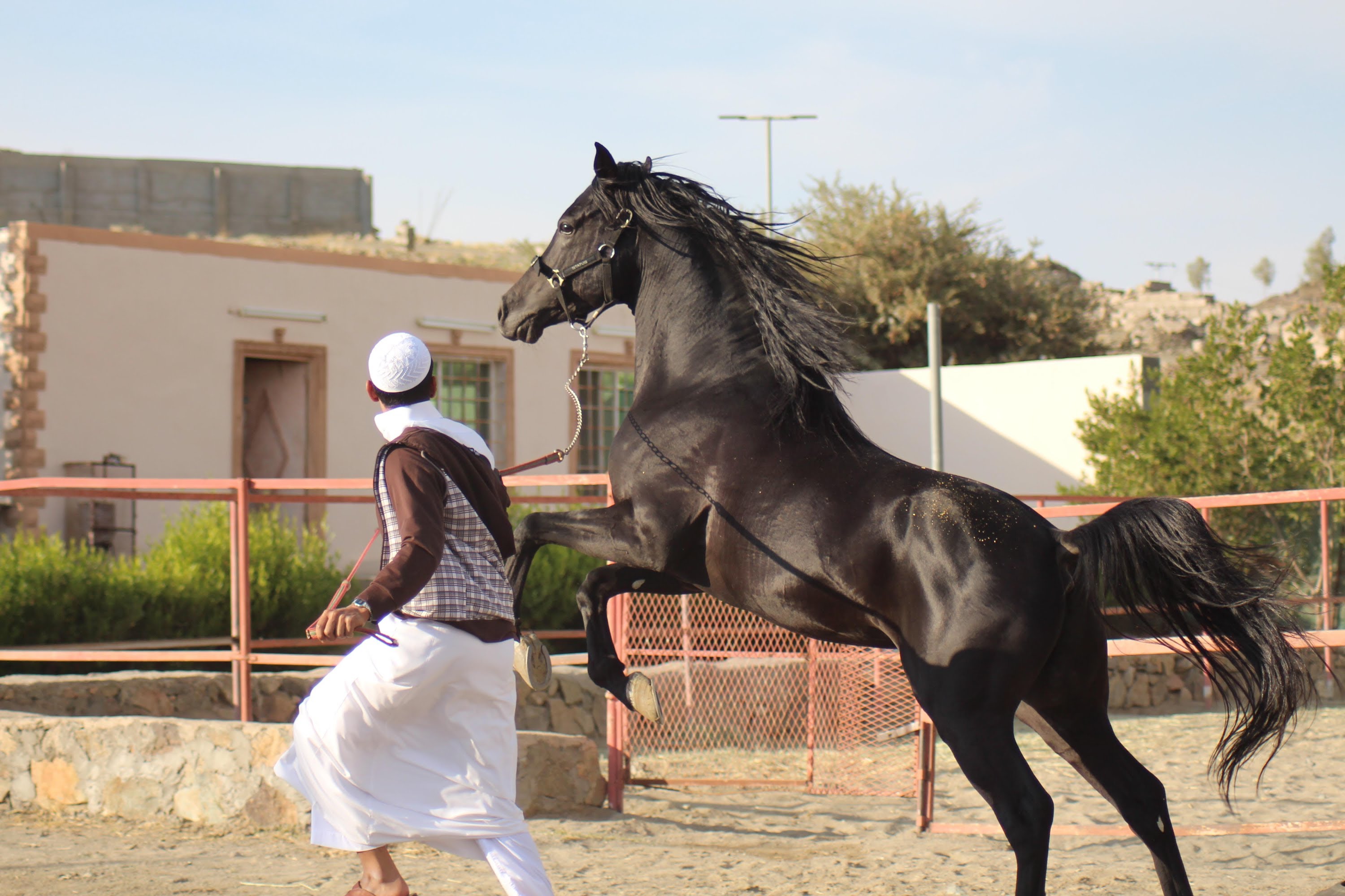 الخيل العربي الاصيل - خيول عربيه جميله 4185 7