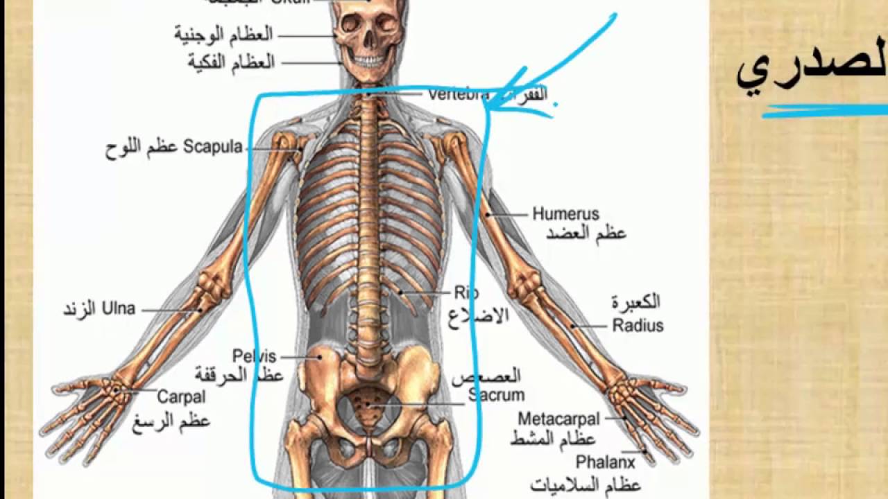 صور جسم الانسان - تعرف على معلومات عن جسم الانسان 6690 13