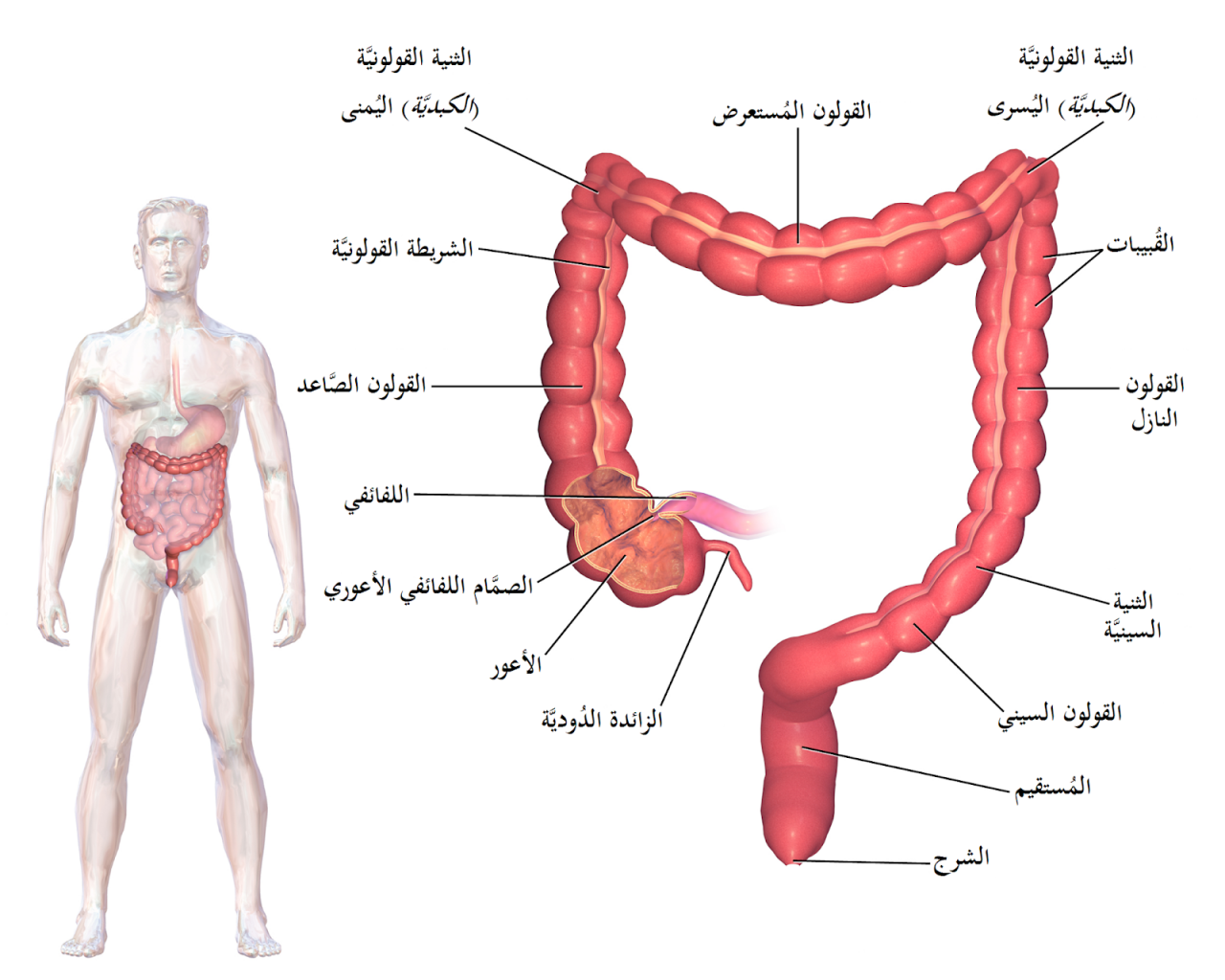 مرض القولون - ماهى اعراض مرض القولون 3456