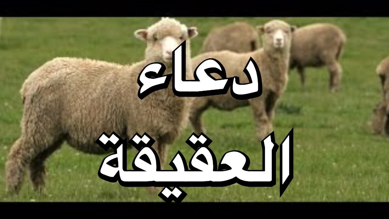 دعاء العقيقة - ادعيه مذكوره عن العقيقه 3805