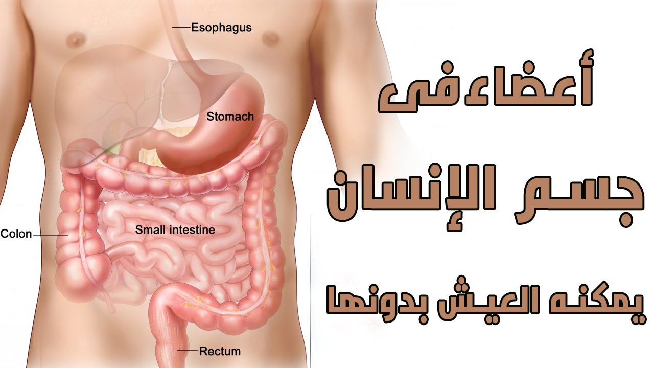 هل تعلم عن الانسان - معلومات عن الانسان 4129