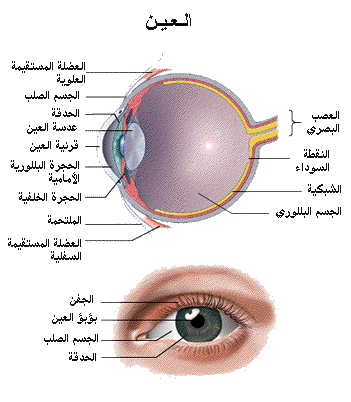 مكونات العين , العين عليها حارس