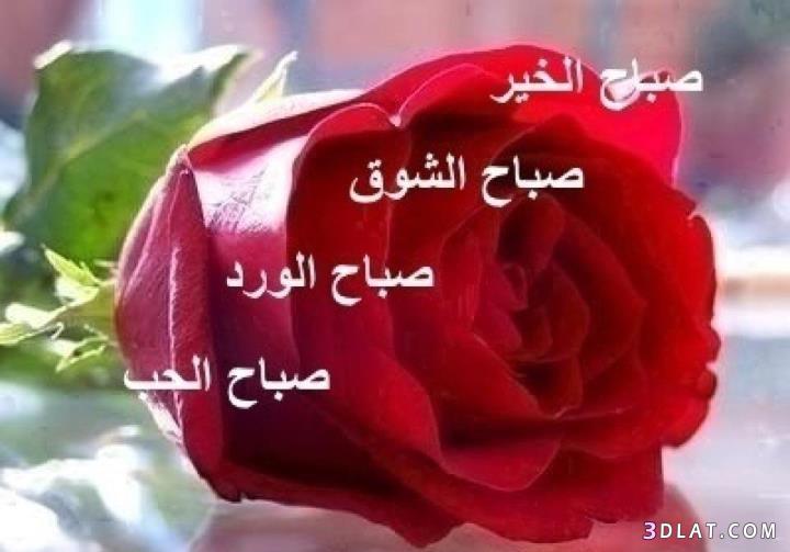 صباح الورد للورد - كلمات غزل عن الصباح 3276 9