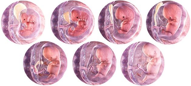 مراحل تكوين الجنين بالصور من اول يوم - صور تكوين الاجنه ومراحل تكوينها 4201 6