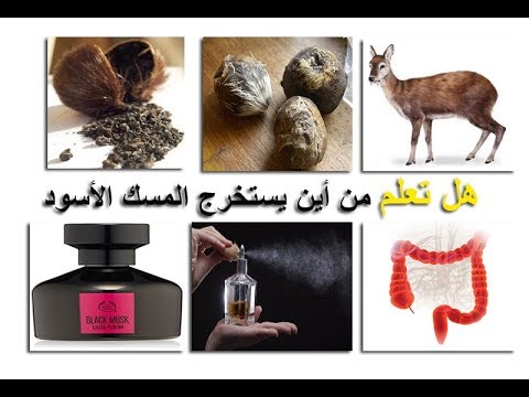 من اين يستخرج المسك - مكان استخراج المسك 5239