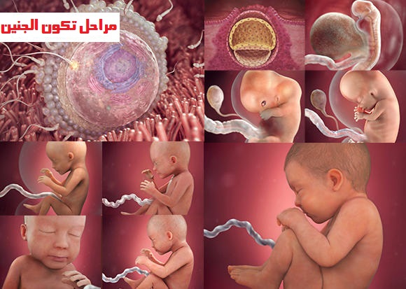 مراحل تكوين الجنين بالصور من اول يوم - صور تكوين الاجنه ومراحل تكوينها 4201 9