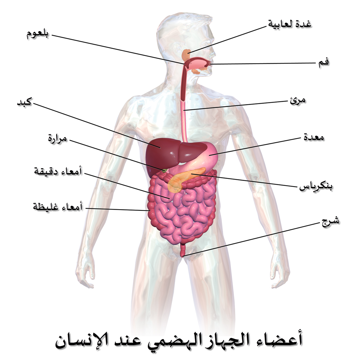 صور جسم الانسان - تعرف على معلومات عن جسم الانسان 6690