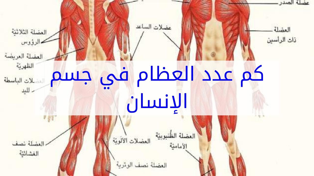 صور جسم الانسان - تعرف على معلومات عن جسم الانسان 6690 6