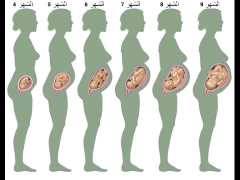 مراحل تكوين الجنين بالصور من اول يوم - صور تكوين الاجنه ومراحل تكوينها 4201 8