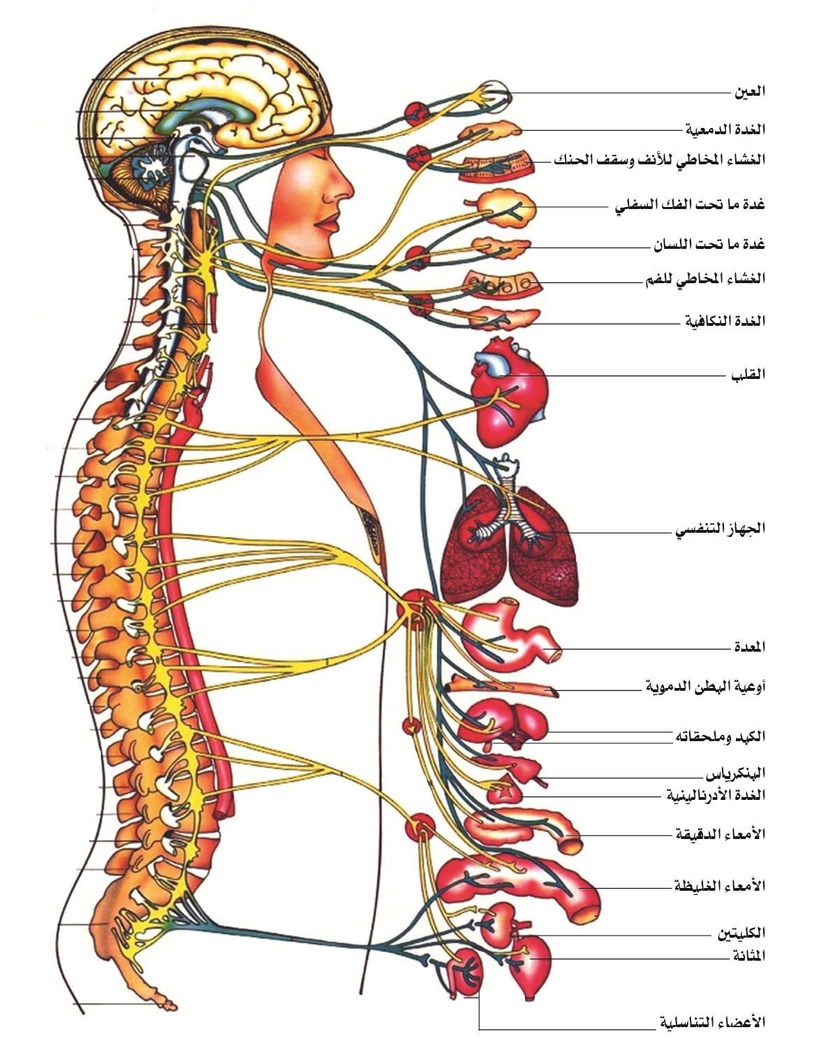 صور جسم الانسان - تعرف على معلومات عن جسم الانسان 6690 7