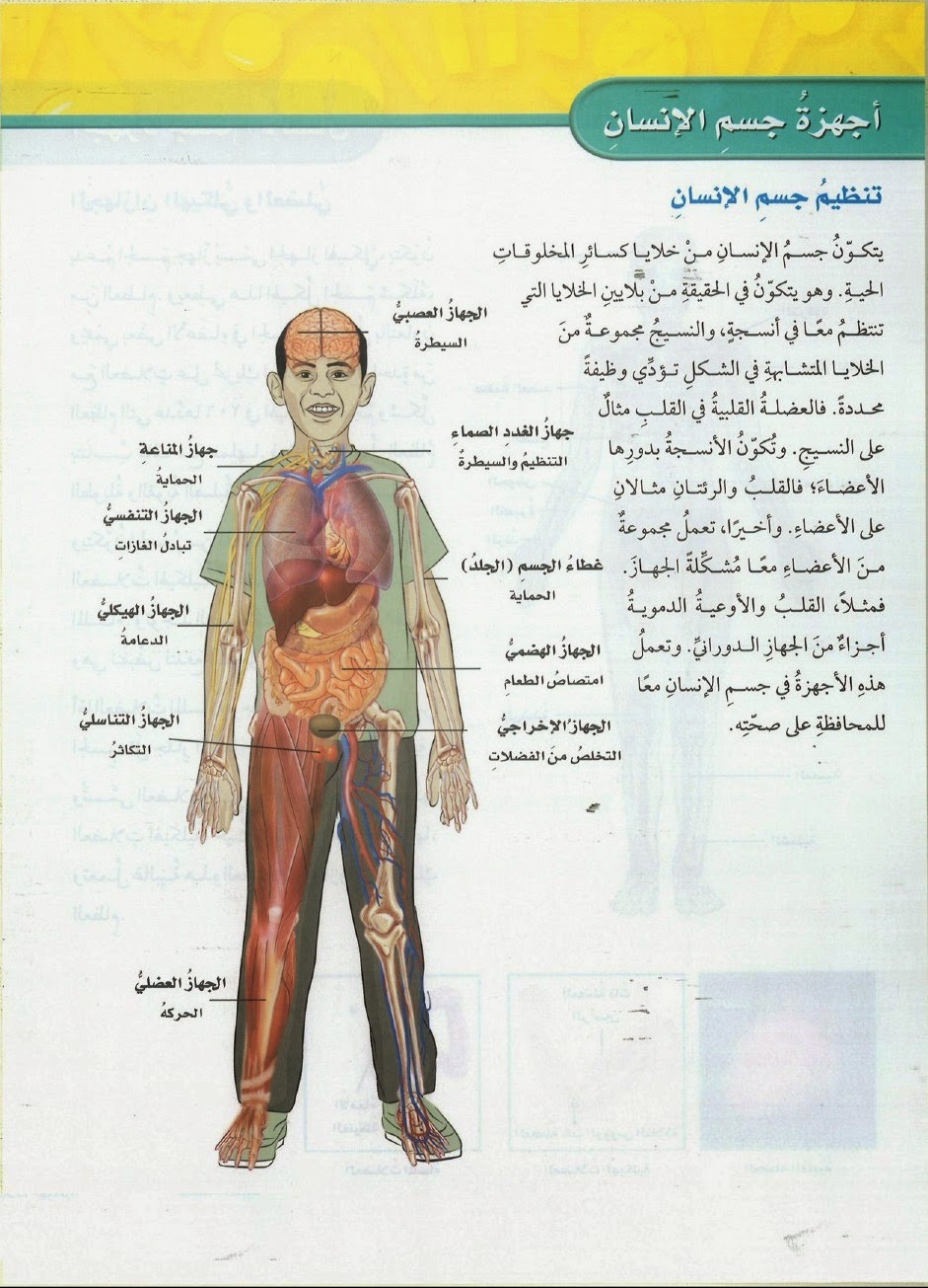 صور جسم الانسان - تعرف على معلومات عن جسم الانسان 6690 2