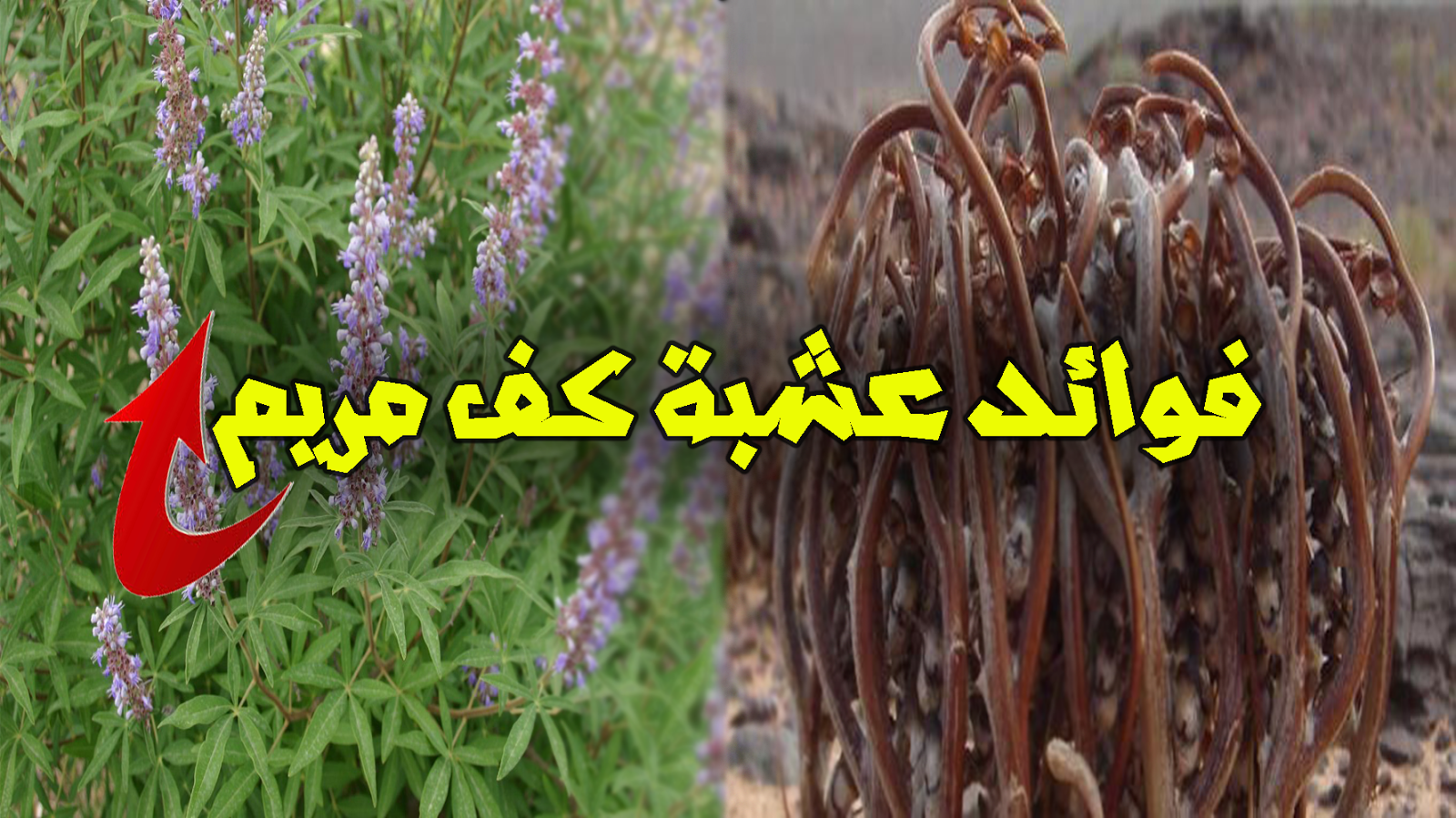 عشبة كف مريم , فوائد عشبة كف مريم