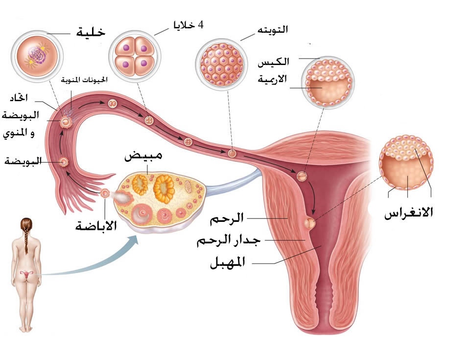 عند تلقيح البويضة ماذا تشعر المراة - الشعور عند تلقيح البويضة 722 3