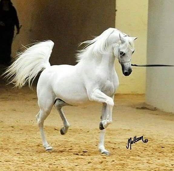 خيل عربي اصيل - اجمل الاحصنة الرائعة 653 1