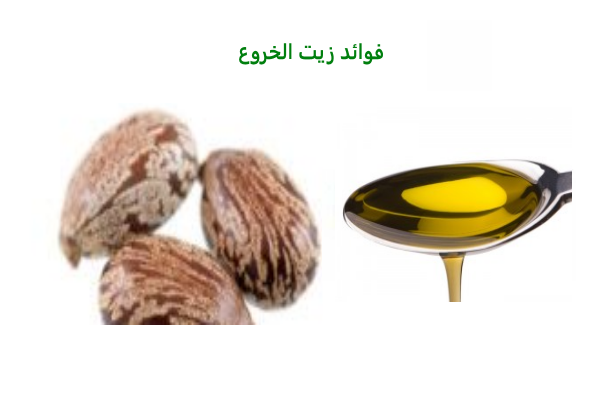 ما فائدة زيت الخروع , فوائد زيت الخروع