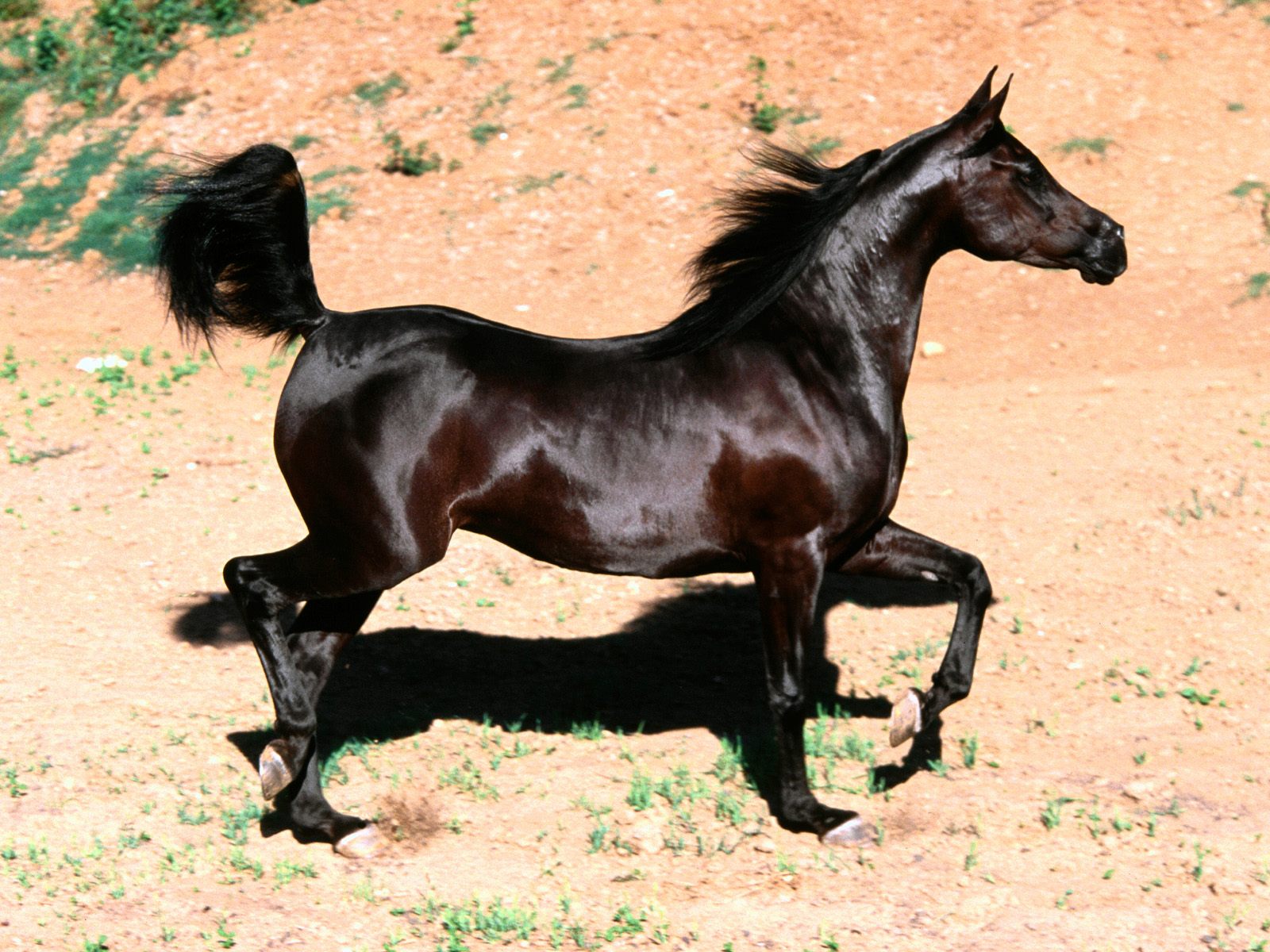 خيل عربي اصيل - اجمل الاحصنة الرائعة 653 11