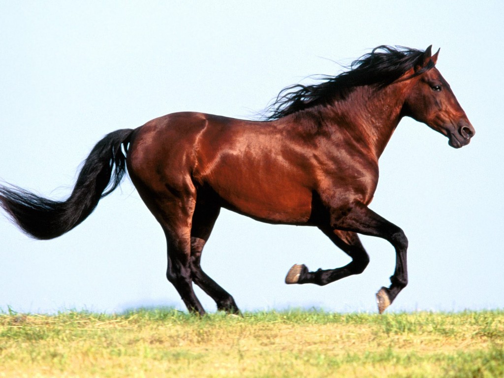 خيل اصيل - اجمل الخيول الاصيله 5348 9