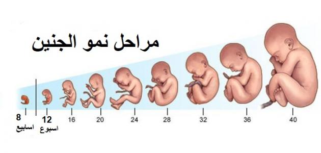 مراحل تكوين الجنين بالصور من اول يوم - صور تكوين الاجنه ومراحل تكوينها 4201 2