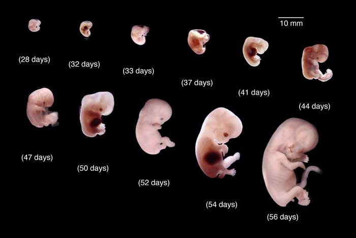 مراحل تكوين الجنين بالصور من اول يوم - صور تكوين الاجنه ومراحل تكوينها 4201 1