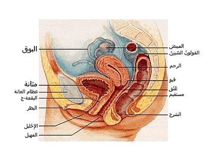 ما هو الدبر بالصور - تعرف ع مالمقصود بالدبر 6321 1