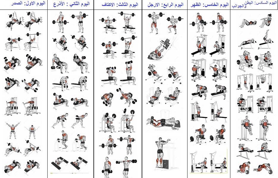 تمارين كمال اجسام , افضل جدول تمارين لكمال الاجسام