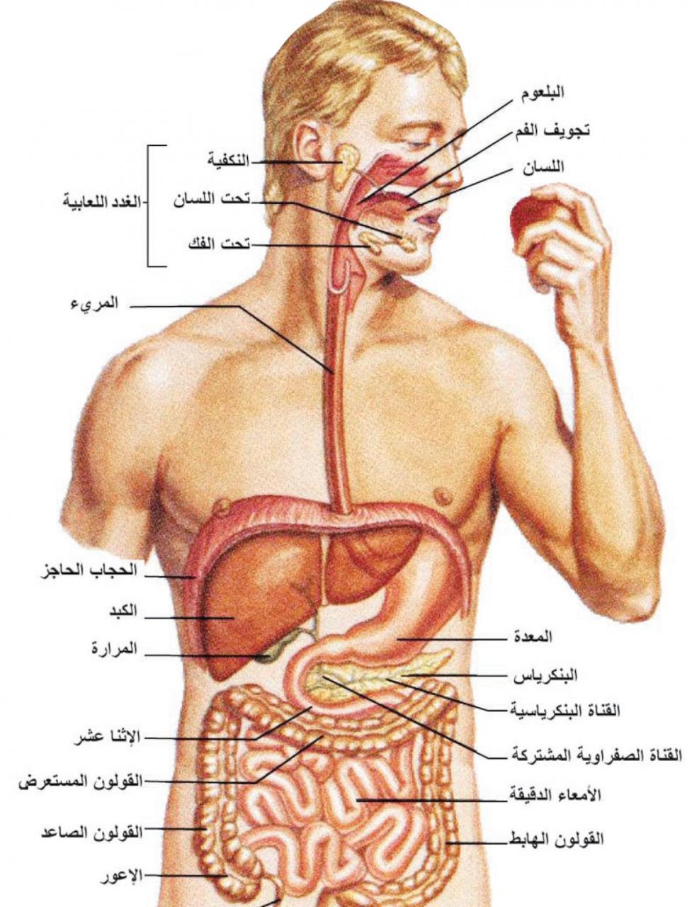 صور جسم الانسان - تعرف على معلومات عن جسم الانسان 6690 1