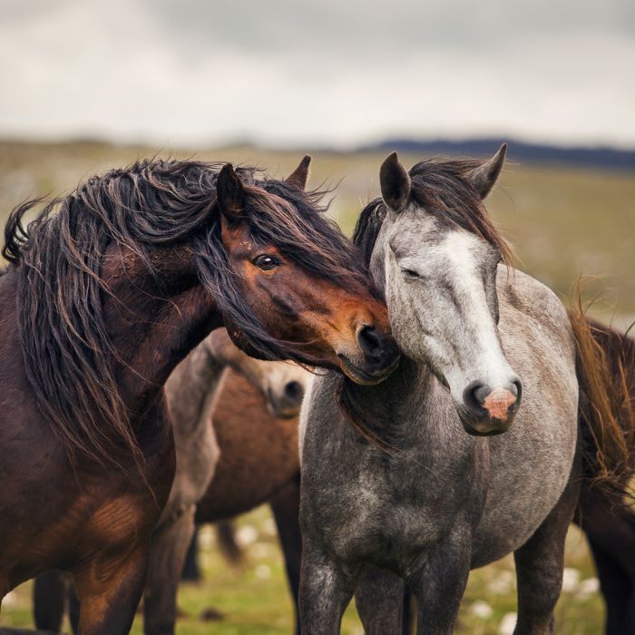 خيل اصيل - اجمل الخيول الاصيله 5348 7