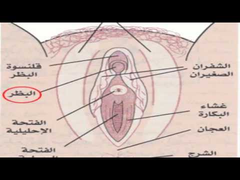 افضل انواع المهبل عند الرجال - ماهي افضل انواع يحبها الرجل 2505 3