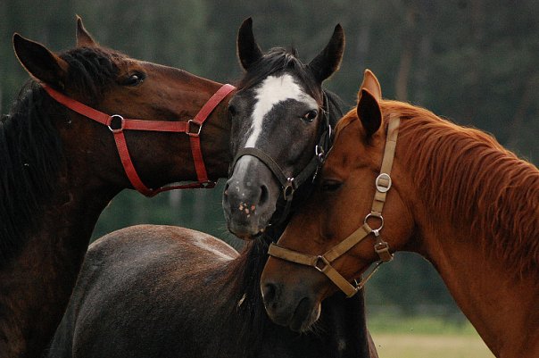 الخيل العربي الاصيل - خيول عربيه جميله 4185 10